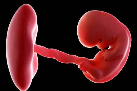 Rozwój płodu w 8 tygodniu ciąży. Czerwony zarodek z widocznym pępowinem i pęcherzykiem żółtkowym na czarnym tle.