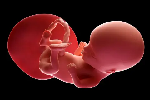 Płód w 14 tygodniu ciąży, otoczony błonami płodowymi. Dziecko rozwija się, przygotowując do życia poza łonem matki.