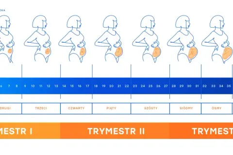 18 tydzień ciąży to czwarty miesiąc. Ilustracje pokazują zmiany sylwetki kobiety i rozwój dziecka w kolejnych tygodniach.