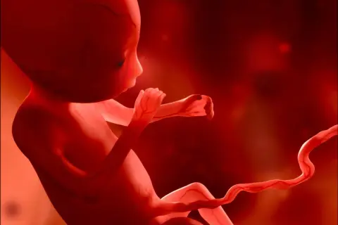 Płód w czerwonym świetle, z widocznymi naczyniami krwionośnymi. Może to być obraz przedstawiający hipotrofię, czyli niedostateczny rozwój.