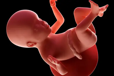 Płód w 23 tygodniu ciąży, rozwijający się w macicy. Dziecko ma już w pełni ukształtowane kończyny i twarz.