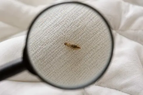 Wsza widoczna pod lupą na białym materiale.