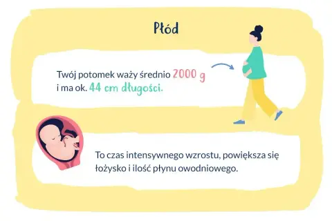 33 tydzień ciąży który to miesiąc? Płód waży ok. 2000 g i ma 44 cm. To czas intensywnego wzrostu.