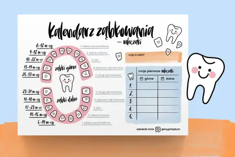Kalendarz ząbkowania mleczaków. Kiedy wychodzą 6 zębów u dziecka? Wykres pokazuje kolejność i wiek pojawiania się zębów.