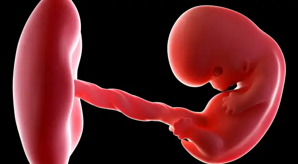 Rozwój płodu w 8 tygodniu ciąży. Czerwony zarodek z widocznym pępowinem i pęcherzykiem żółtkowym na czarnym tle.