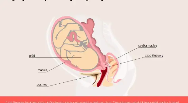 Ilustracja przedstawia płód w macicy, z zaznaczonym czopem śluzowym w szyjce macicy, chroniącym przed infekcjami.