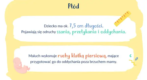 13 tydzień ciąży: Płód ma 7,5 cm, rozwija odruchy ssania i oddychania, ćwicząc ruchy klatką piersiową.
