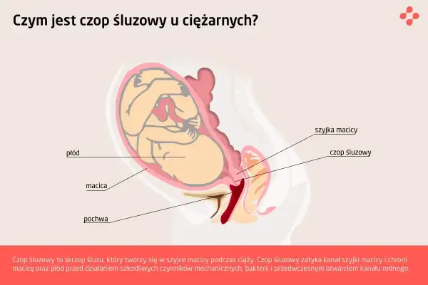 Ilustracja przedstawia płód w macicy, z zaznaczonym czopem śluzowym w szyjce macicy, chroniącym przed infekcjami.