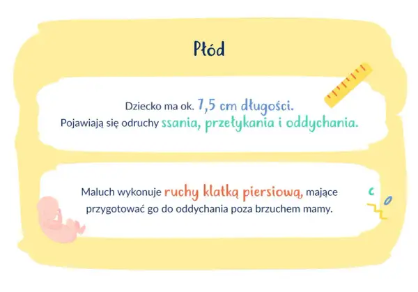 13 tydzień ciąży: Płód ma 7,5 cm, rozwija odruchy ssania i oddychania, ćwicząc ruchy klatką piersiową.