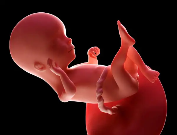 Płód w 16 tygodniu ciąży, który to miesiąc? Rozwija się w łonie matki, gotowy na kolejne etapy.