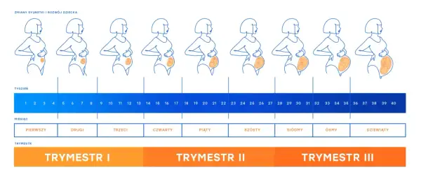18 tydzień ciąży to czwarty miesiąc. Ilustracje pokazują zmiany sylwetki kobiety i rozwój dziecka w kolejnych tygodniach.
