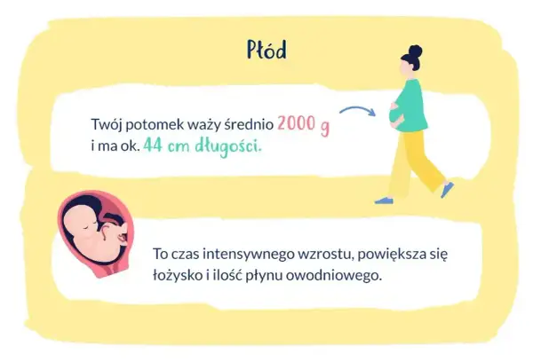 33 tydzień ciąży który to miesiąc? Płód waży ok. 2000 g i ma 44 cm. To czas intensywnego wzrostu.